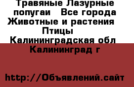 Травяные Лазурные попугаи - Все города Животные и растения » Птицы   . Калининградская обл.,Калининград г.